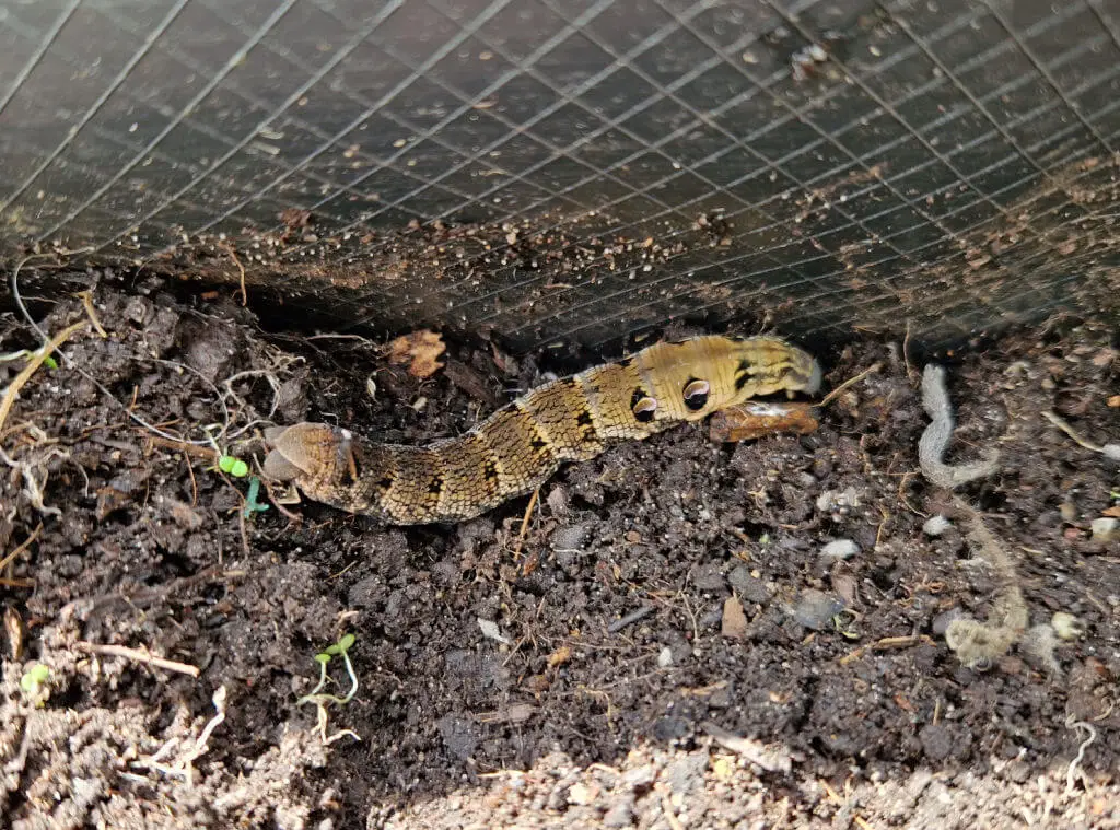 A very large brown caterpillar with "eyes" along its back to discourage predators
