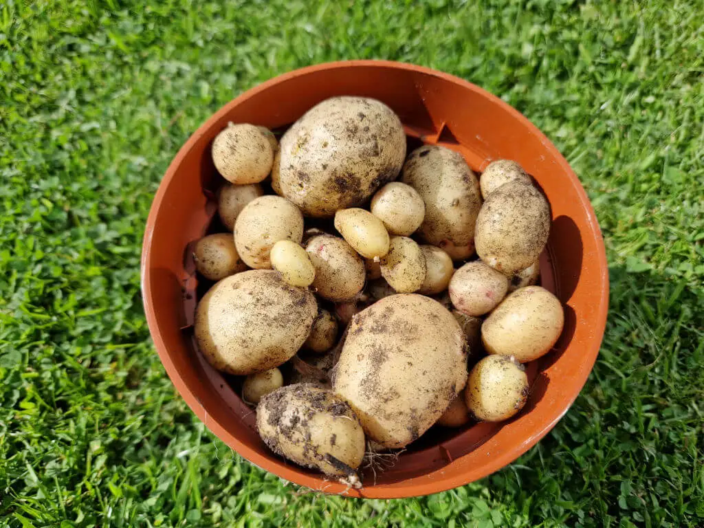 A terracotta-coloured plant pot full of small new potatoes. The pot is standing on grass.