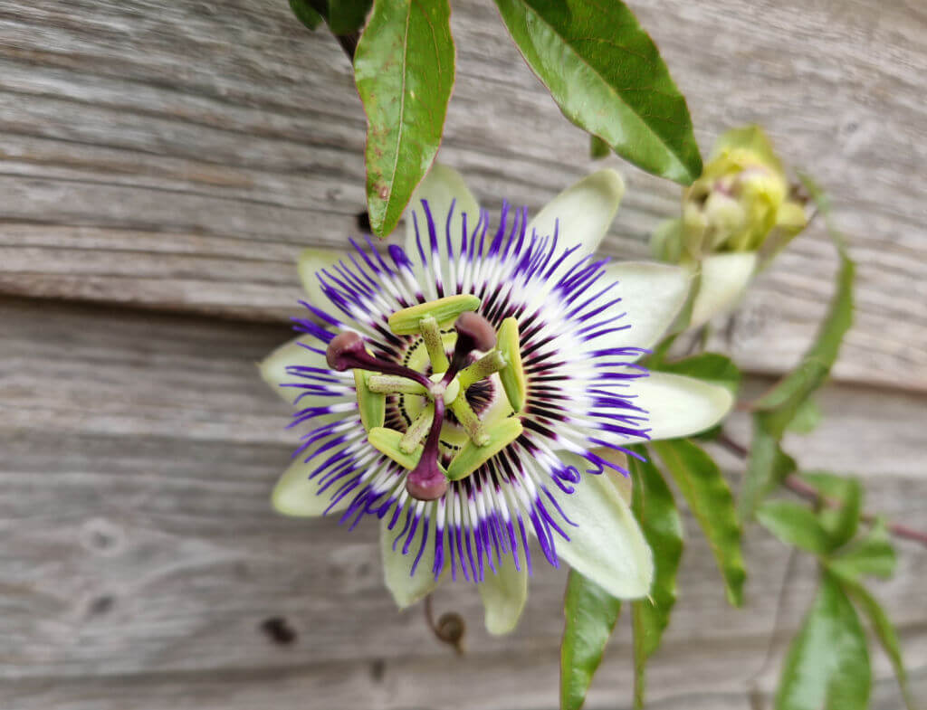 A close up of a passionflower flower.  There are three brown stamens which stand up and away from each other, with purple fringed petals underneath, and large green petals below them.  The passion flower is growing up a wooden shed wall. 
