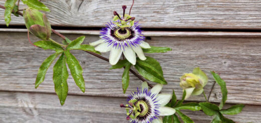Two purple and green passionflowers on a plant growing against a wooden shed wall
