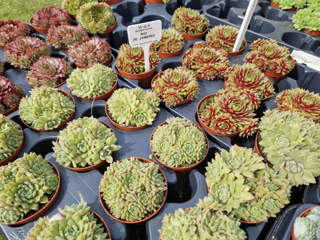 Small pots of red and green succulent plants in a black display tray