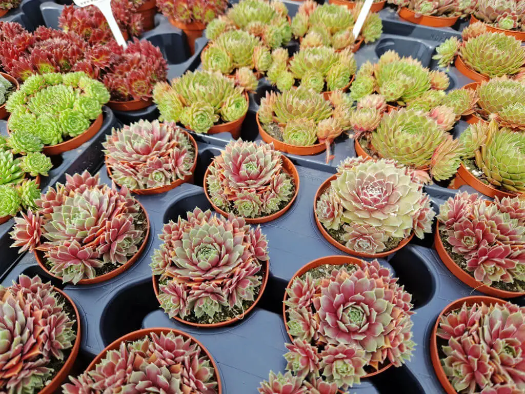 Small pots of red and green succulent plants in a black display tray