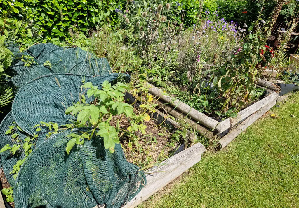 Overgrown wooden raised beds in a garden.