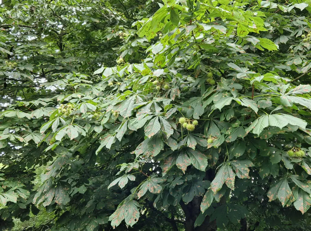 A horse chestnut tree with young conkers growing on it