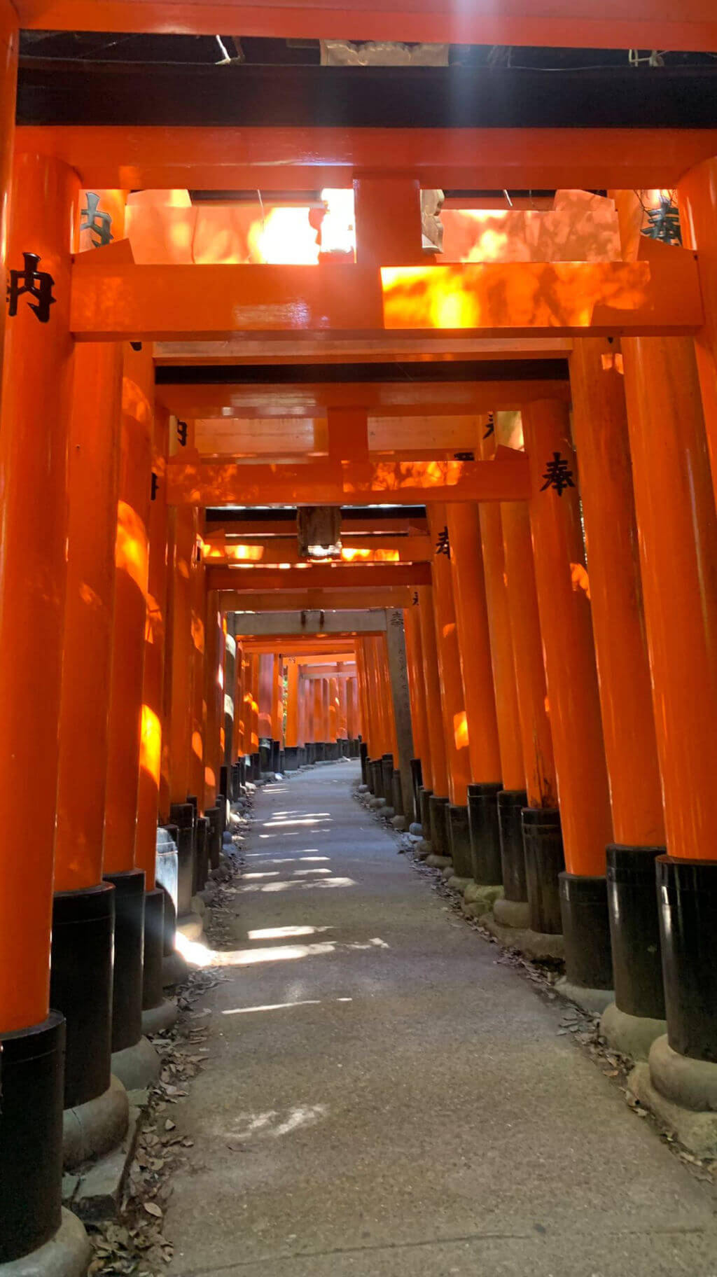 A path leading up through a tunnel of red shrine gates