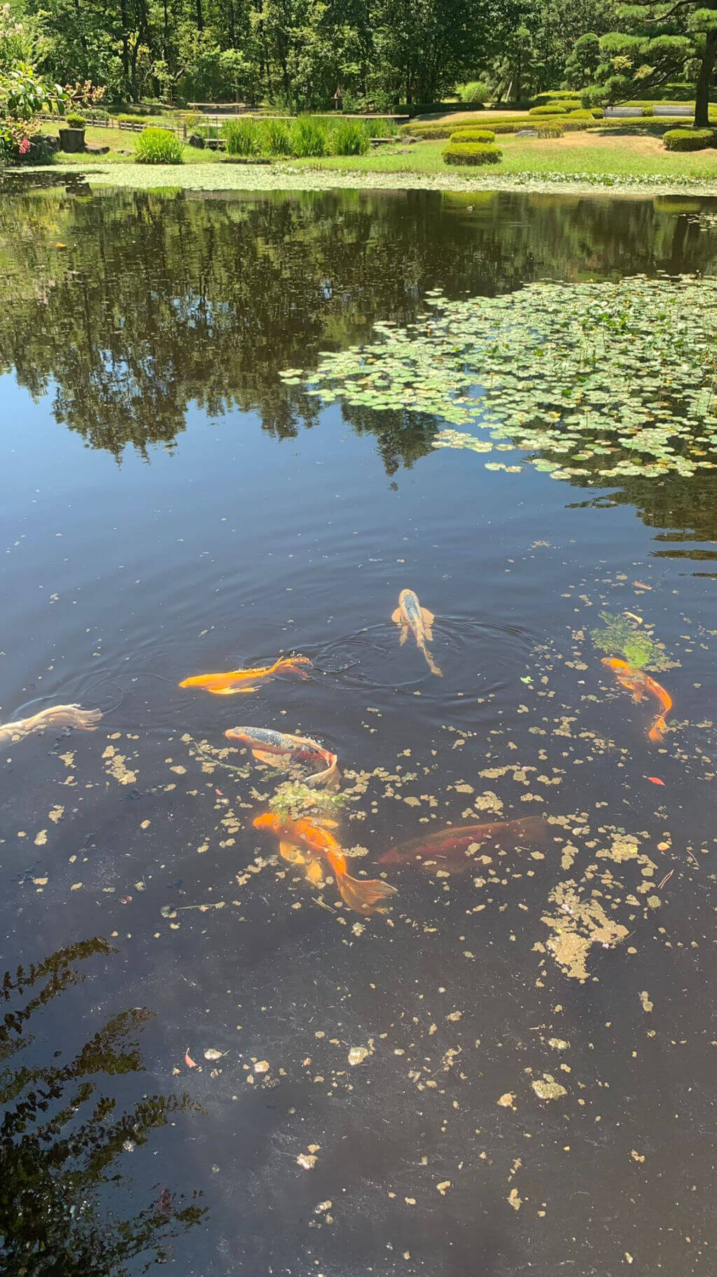 Large golden Koi fish in a pond