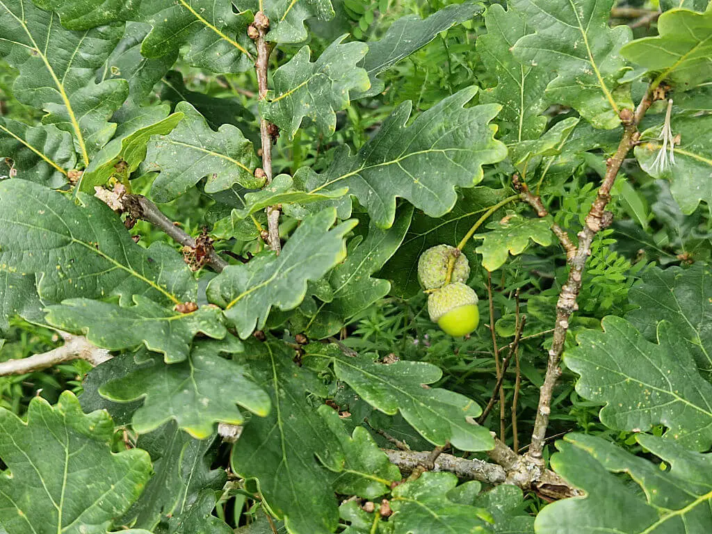 Small green acorns on a bush