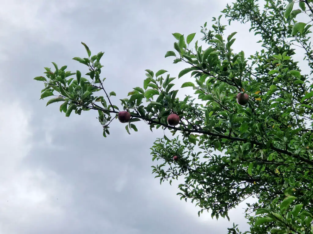 Red apples on an apple tree branch against a grey sky