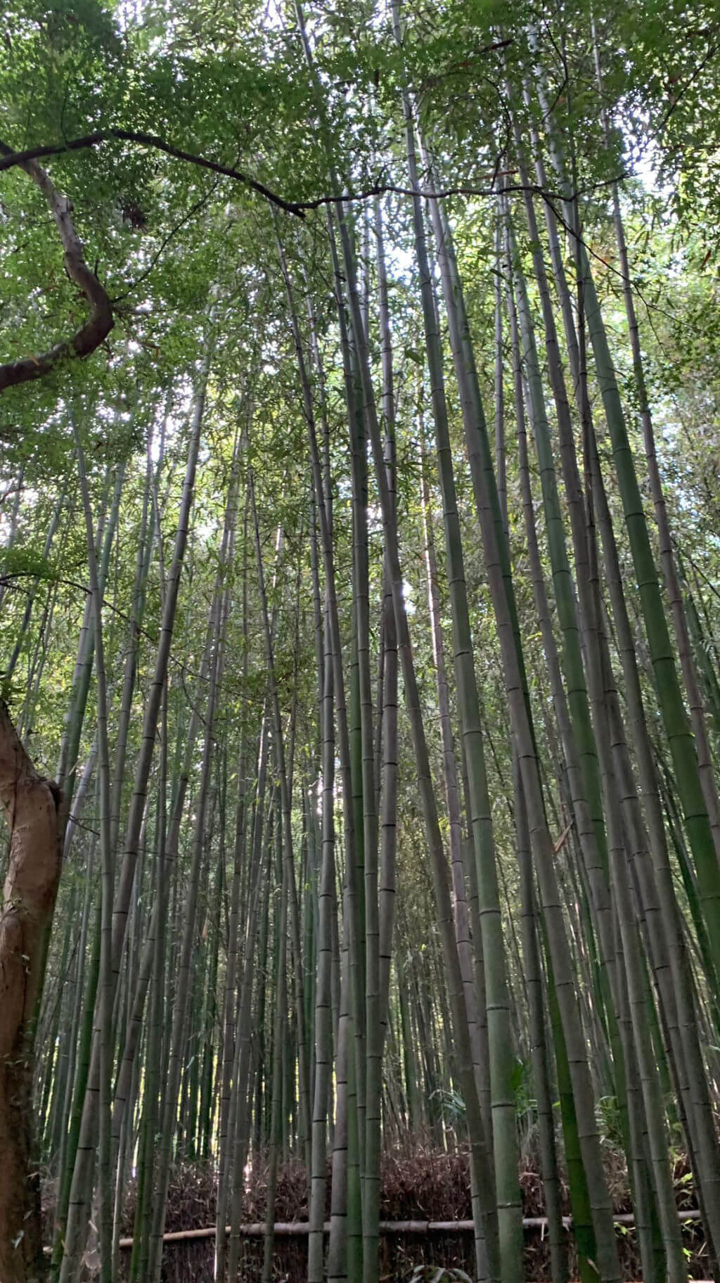 Bamboo stems reaching up into the sky