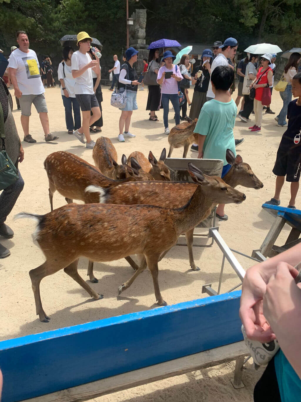 People surrounded by deer