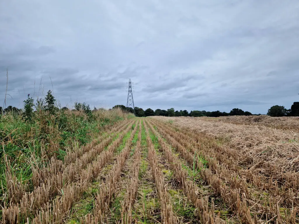 Stubble in a barley field. The straw is still on the ground and the sky ahead is grey and promises rain