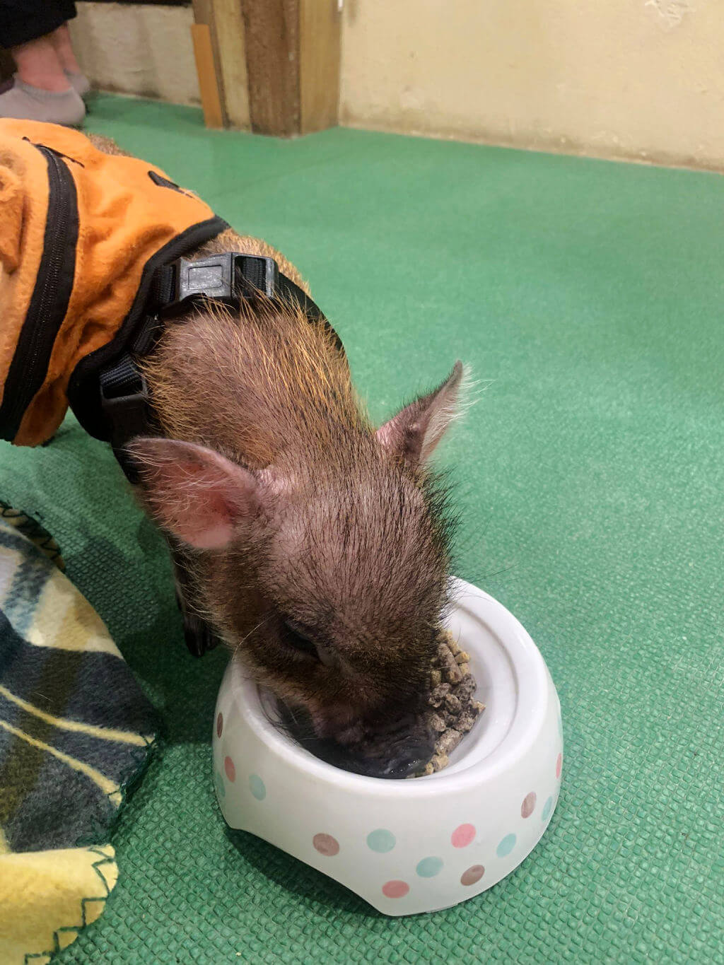 A tiny pig in an orange jacket eating from a bowl