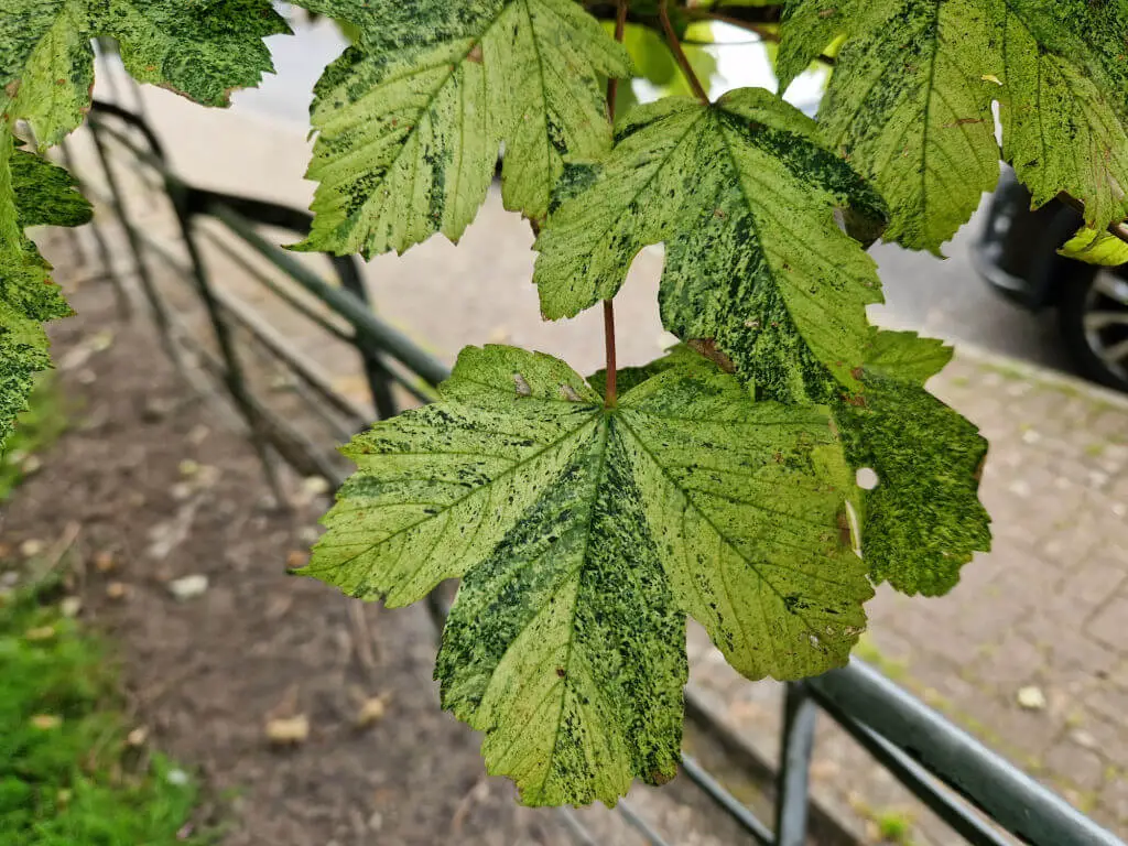 Variegated leaves of a sycamore tree