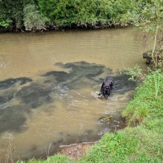 A black dog in a muddy pond. There is a trail of black mud in the water where he's walking