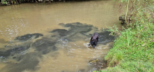 A black dog in a muddy pond. There is a trail of black mud in the water where he's walking