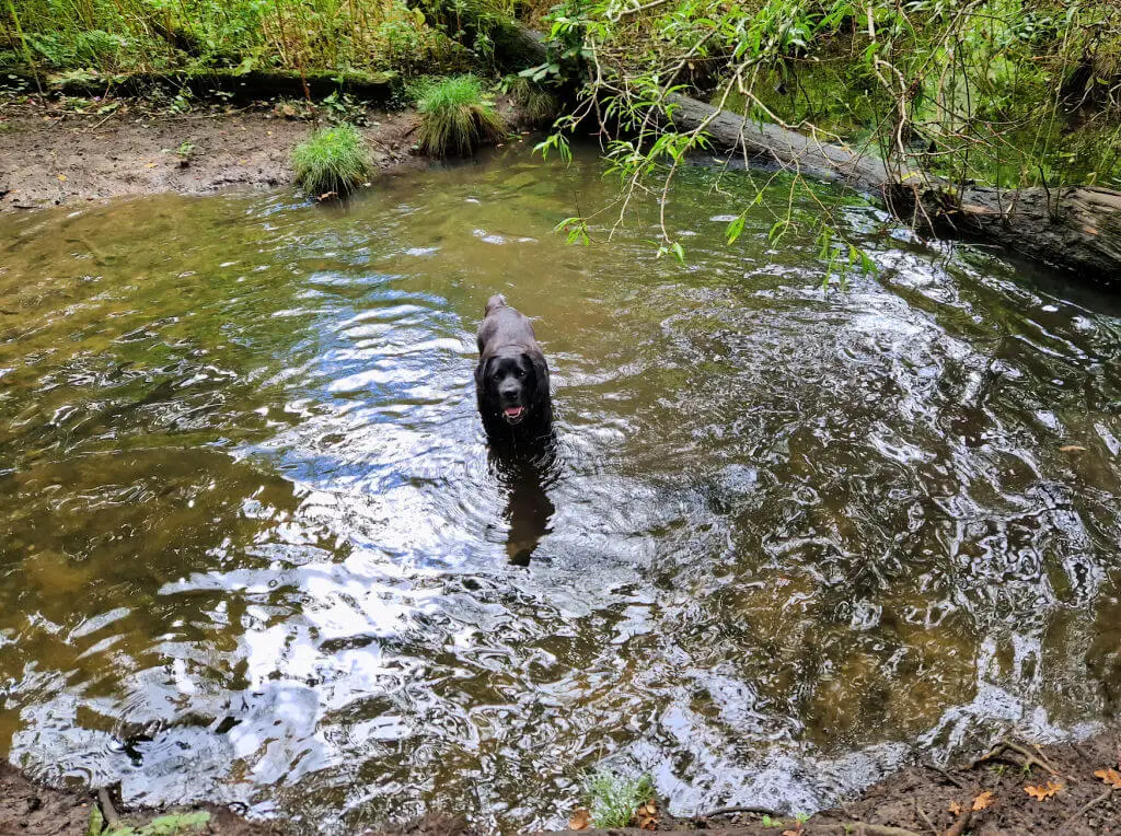 A black dog in a pond. The dog looks like he's grinning