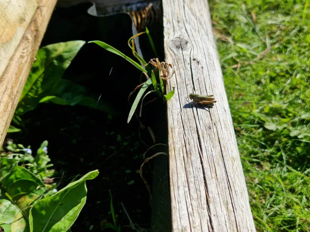 A grasshopper on a log in a garden