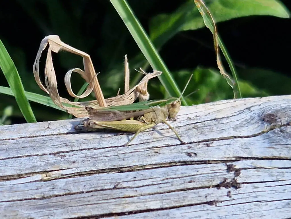 A close up of a grasshopper on a log