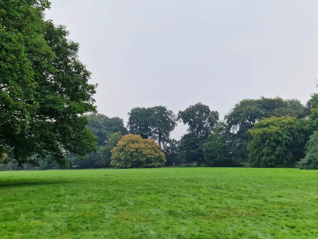 A tree starting to turn autumn shades of gold against other green trees