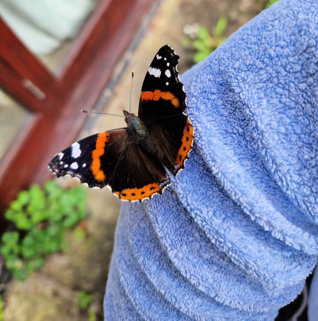 A black and red butterfly which has landed on the arm of a blue jumper