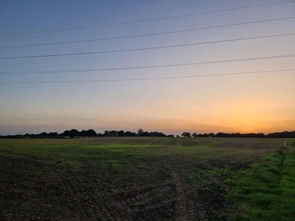A haze of green growing in a field, lit up by a sunset