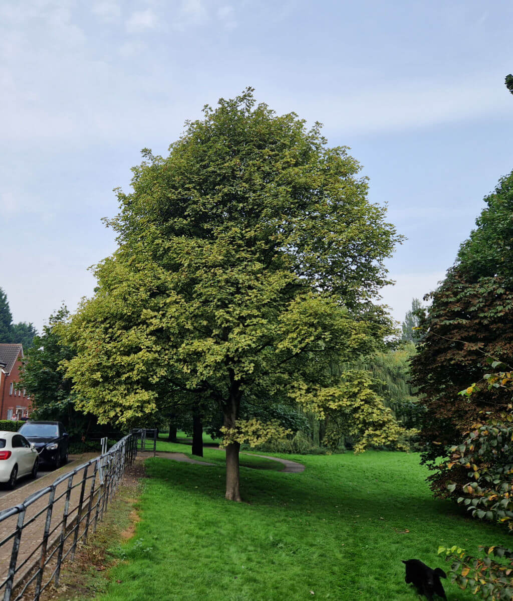 A variegated sycamore tree; the leaves are shades of green and yellow