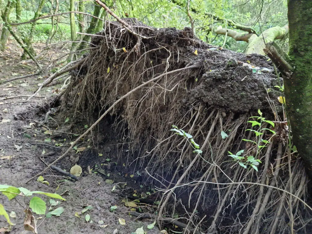 Uprooted roots of a fallen tree