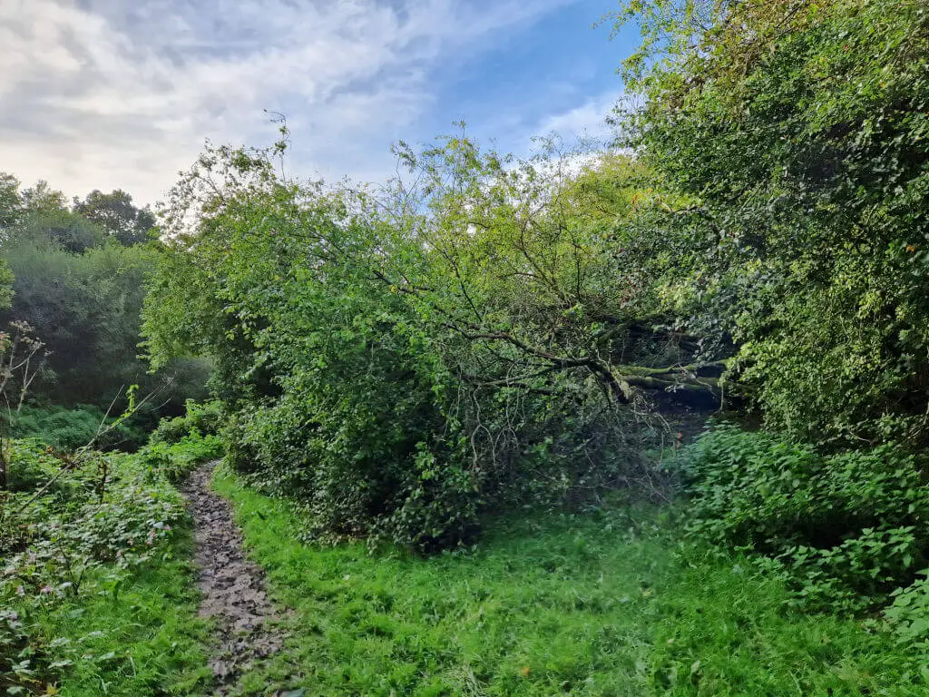 A fallen tree and a muddy path going past it