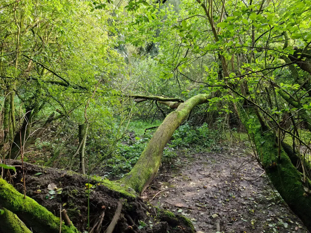 The trunk of a fallen tree lies across a path