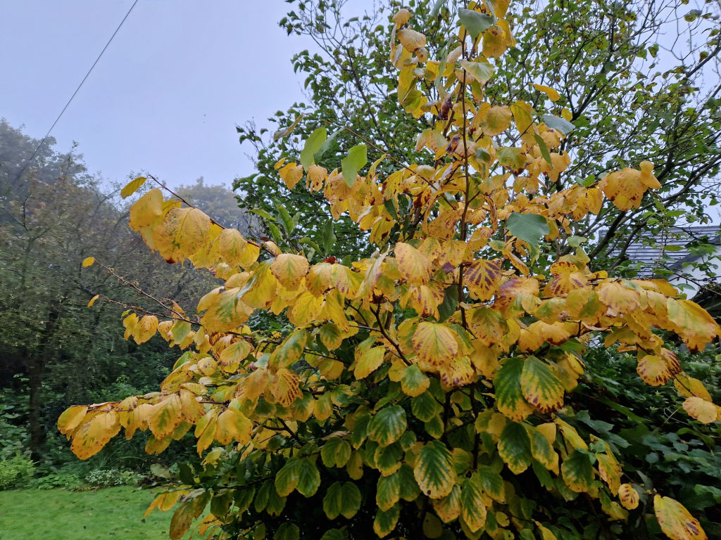 The yellow leaves of a witch hazel bush against a grey sky
