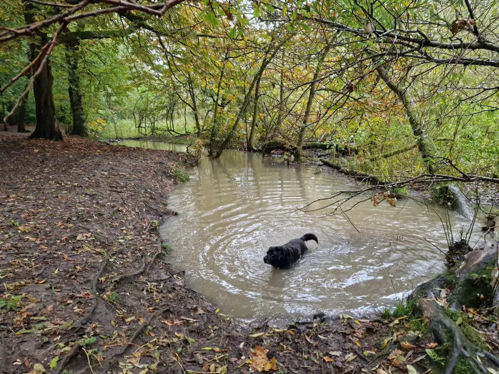 A black dog in a woodland pool