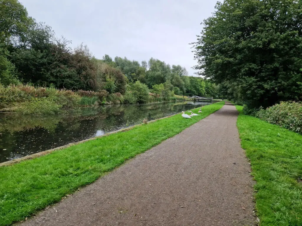Swans on a canal bank