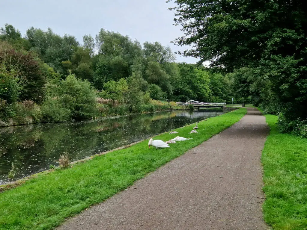 A closer view of swans on a canal bank