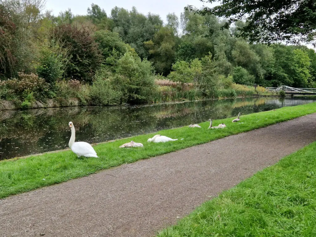 A view from almost opposite swans on a canal bank.  One swan is keeping watch whilst the others sleep