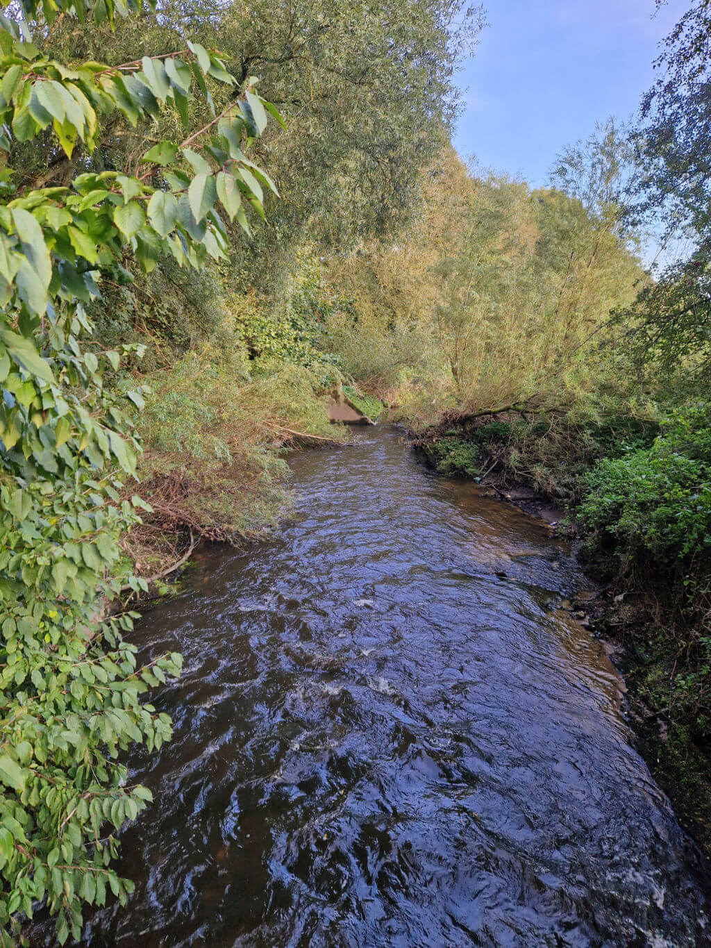 A small river flowing between trees and bushes