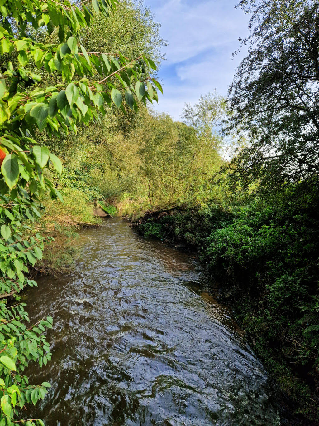 A full brook rushing between trees
