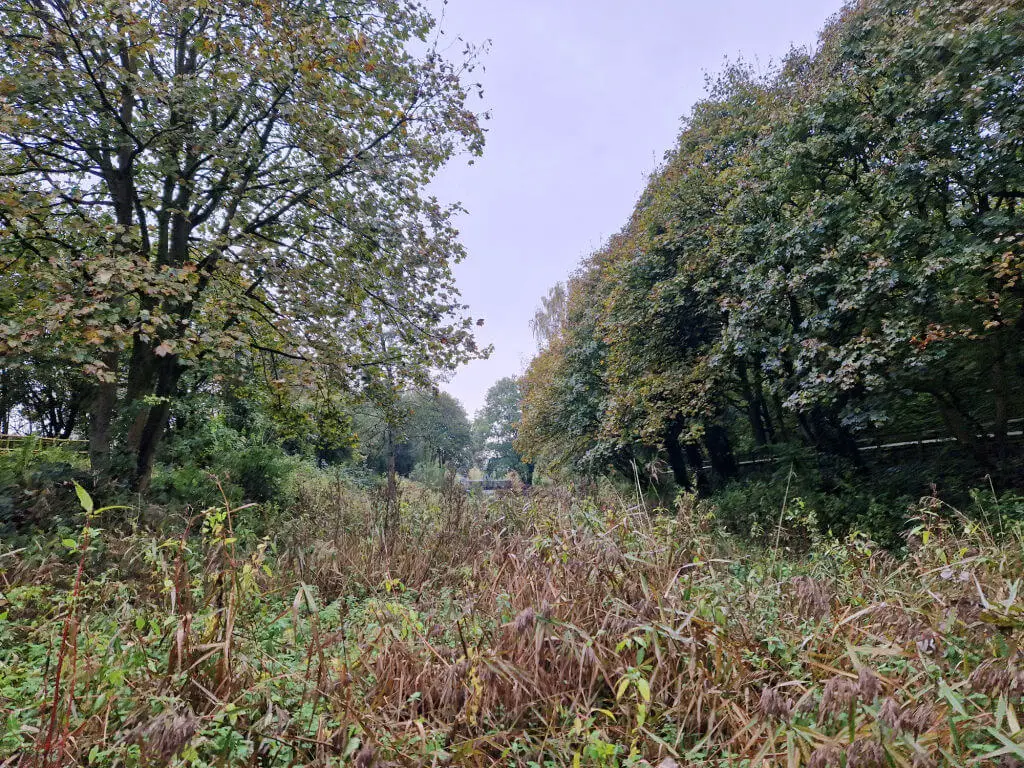 An overgrown disused canal 