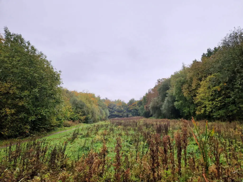 A view across a meadow to autumn trees