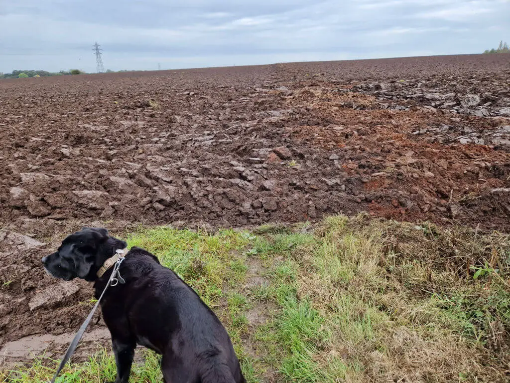 A black dog stands at the edge of a footpath where the rest of it has been ploughed