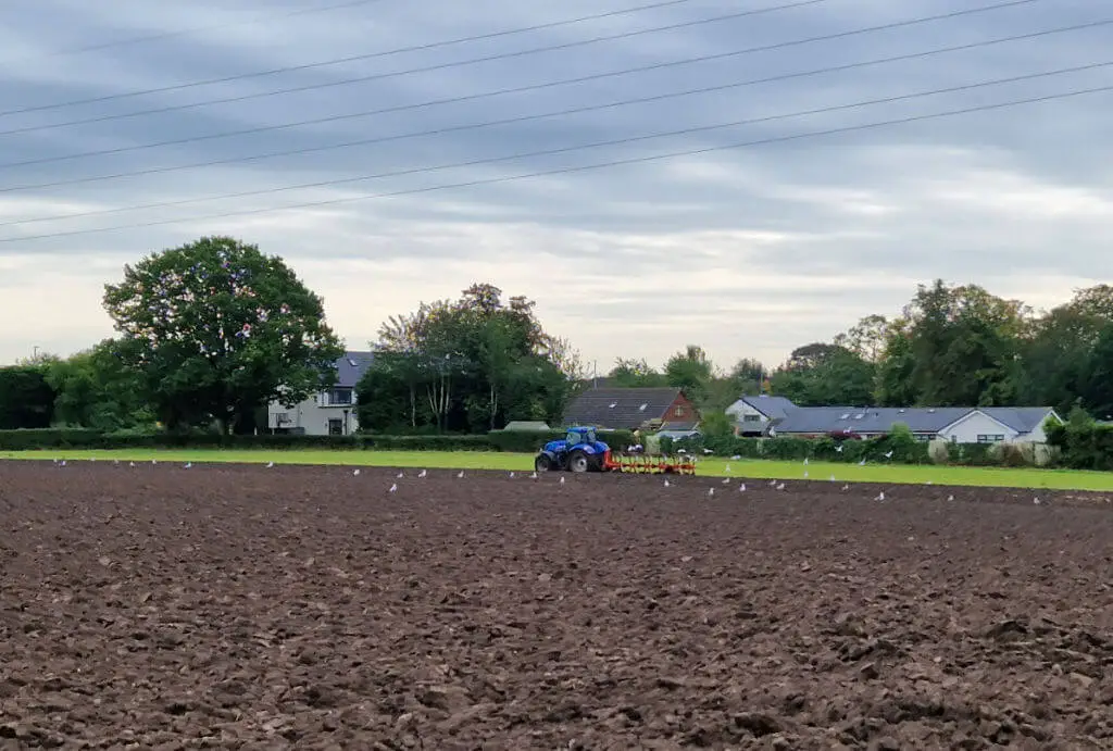 A flock of seagulls is following a tractor as it ploughs a field