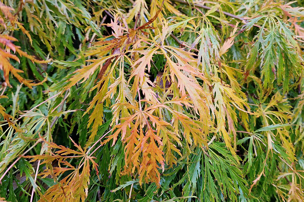 A close up of an acer leave in shades of red and orange