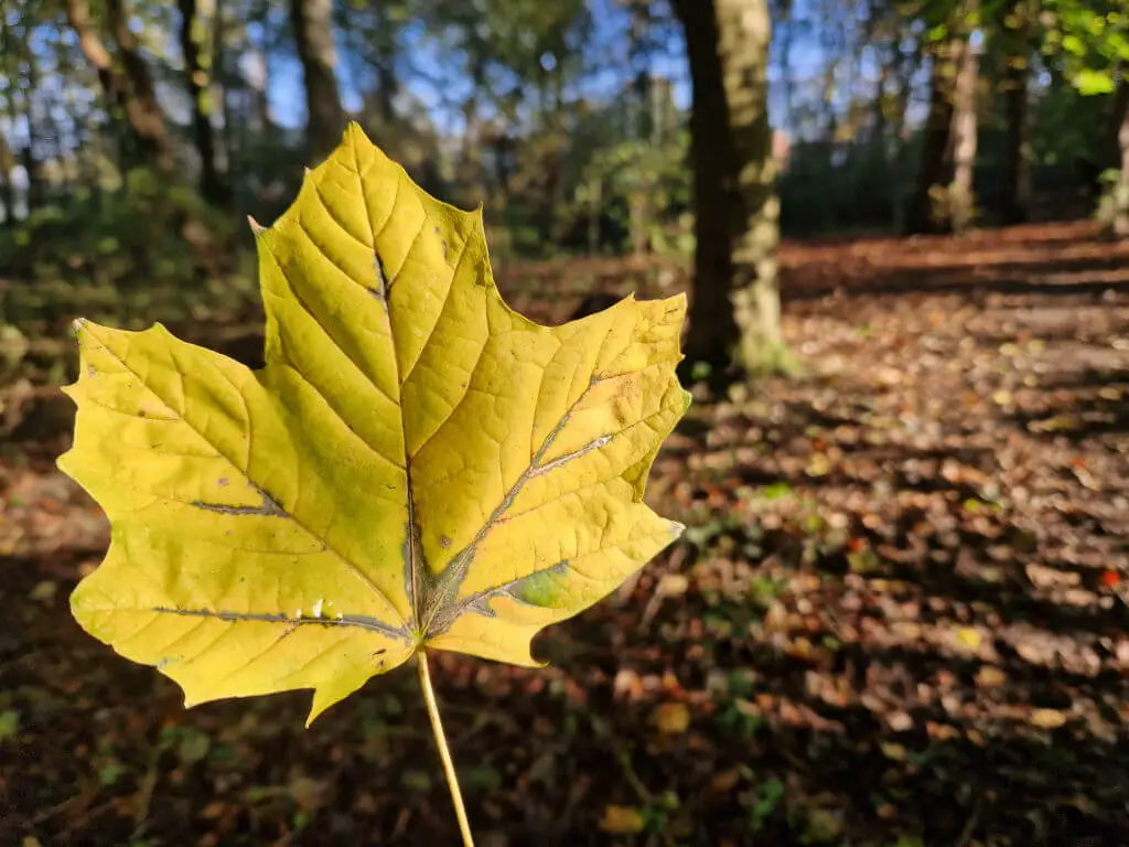 A close up of a yellow leaf with a woodland in the background