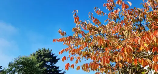 Looking up at a blue sky past red autumn leaves on a tree