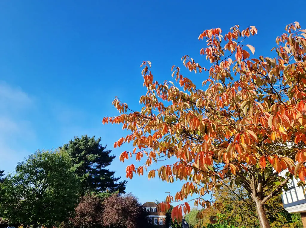 Looking up at a blue sky past red autumn leaves on a tree