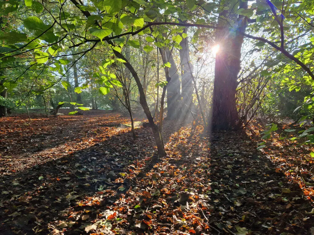 Sunlight through trees in a woodland