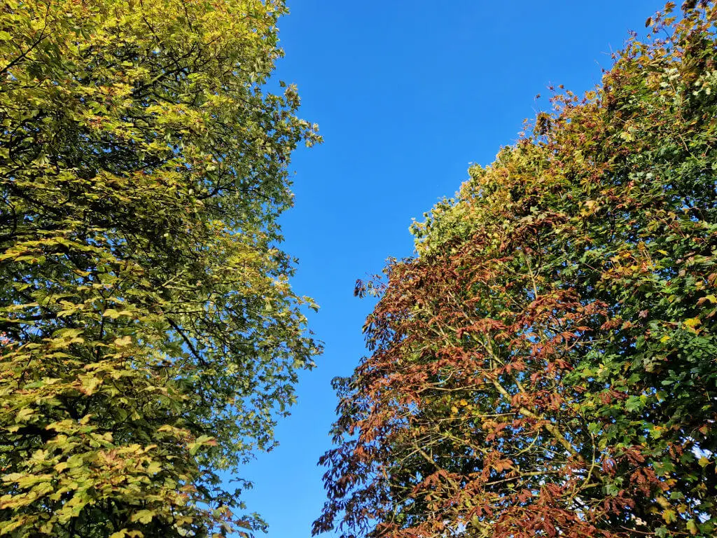 Looking up at a blue sky through leaves