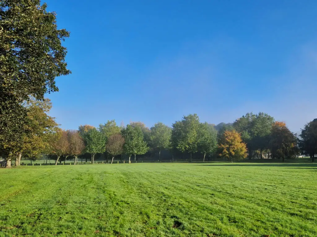 A view across a field to trees with leaves in autumn colours. The sky is clear and blue