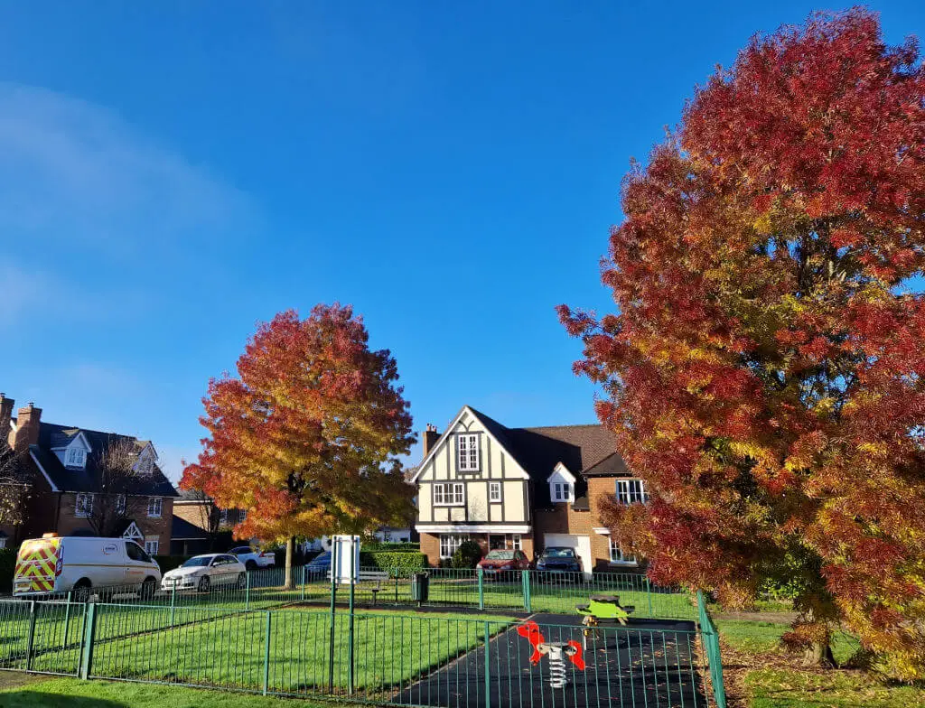 Beautiful red leaves on trees in a housing estate against a blue sky
