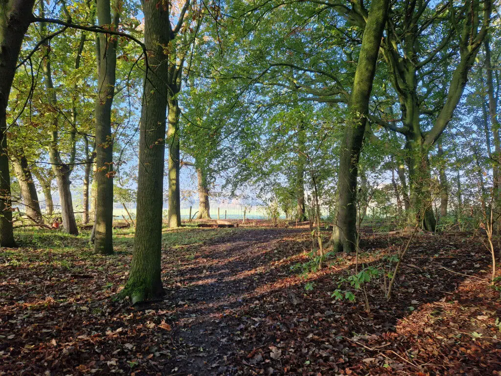 A woodland path in the autumn sunshine