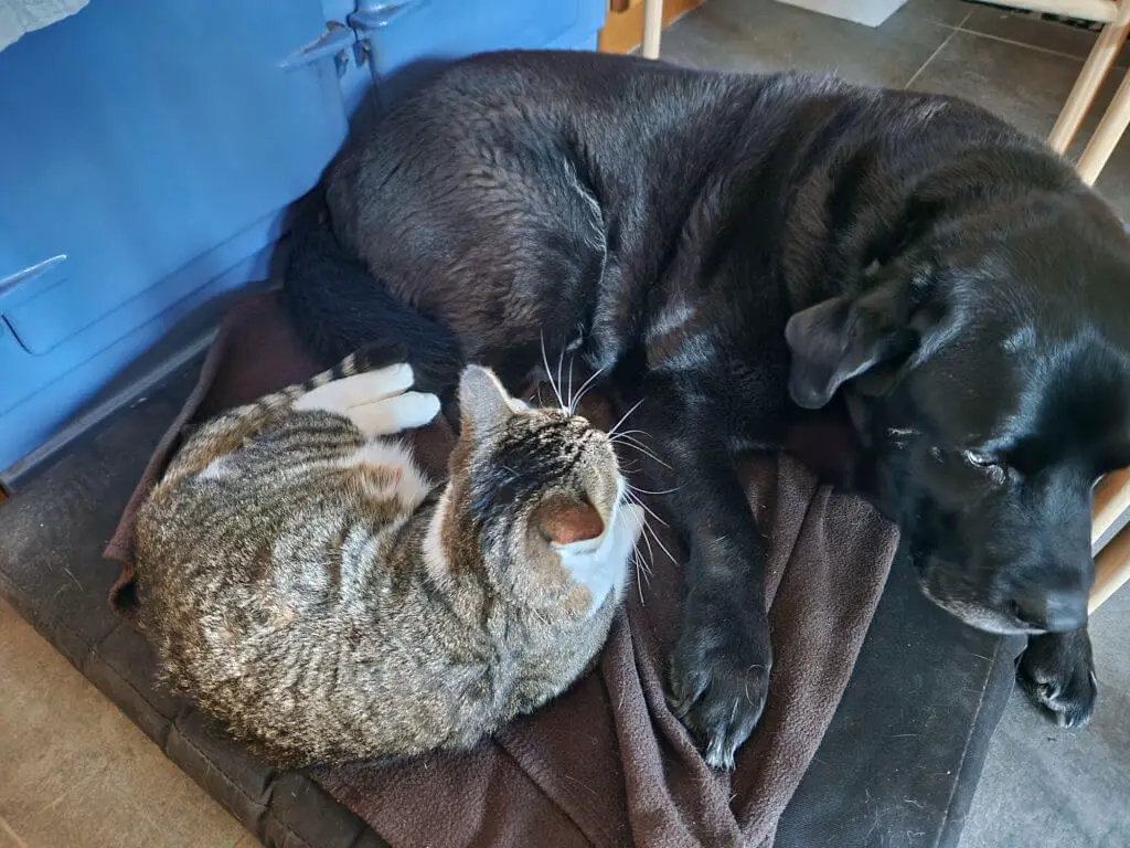 A black dog and a tabby and white cat are trying to share a dog bed in front of a blue Aga oven